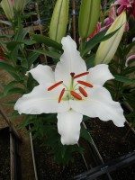 [4283 Robin Van Galen Mak No02.JPG]